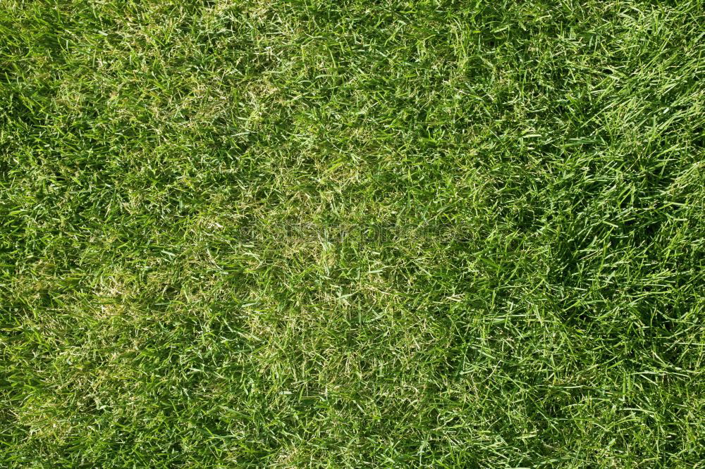 Similar – British Green Meadow Grass