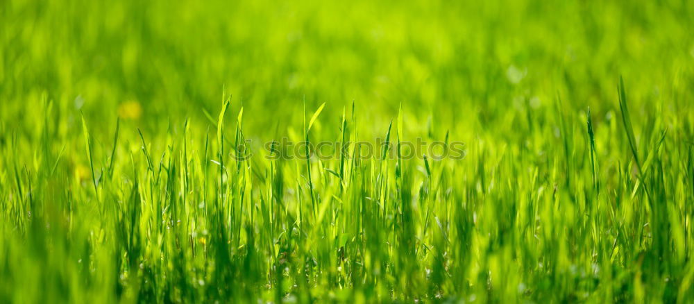 lawn Garden Environment