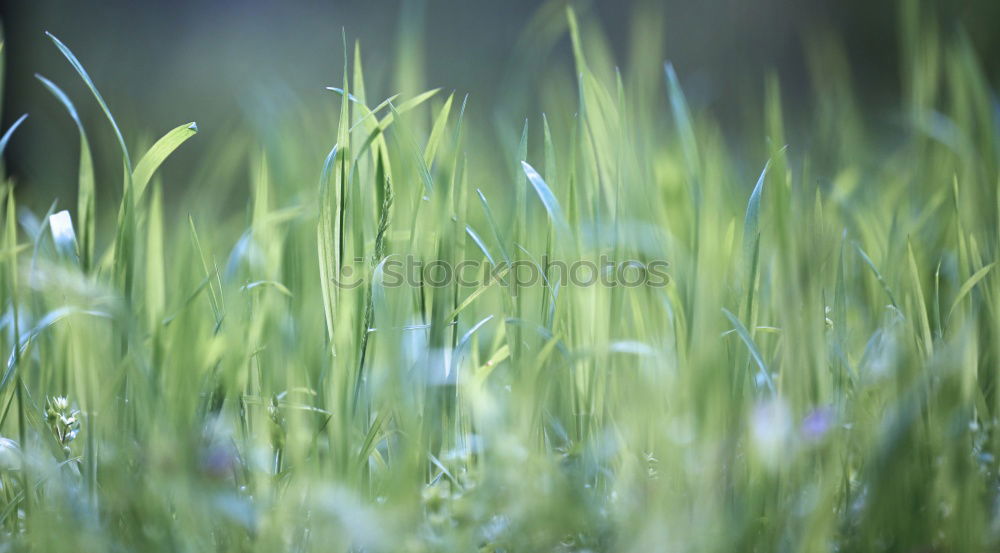 Similar – Image, Stock Photo Snowdrops under him.