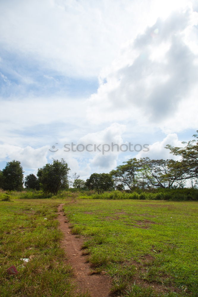 Image, Stock Photo Cow in Cuba Nature Poverty