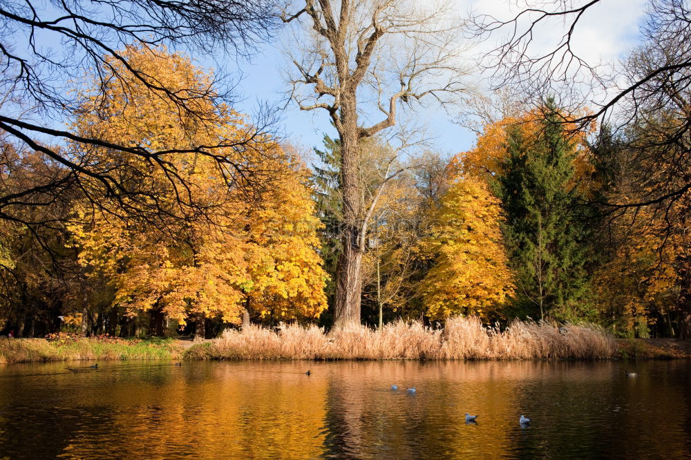 Similar – Colorful trees by a small pond in the fall