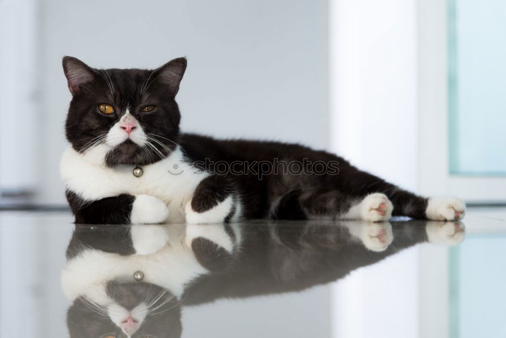 Similar – Image, Stock Photo Cat life