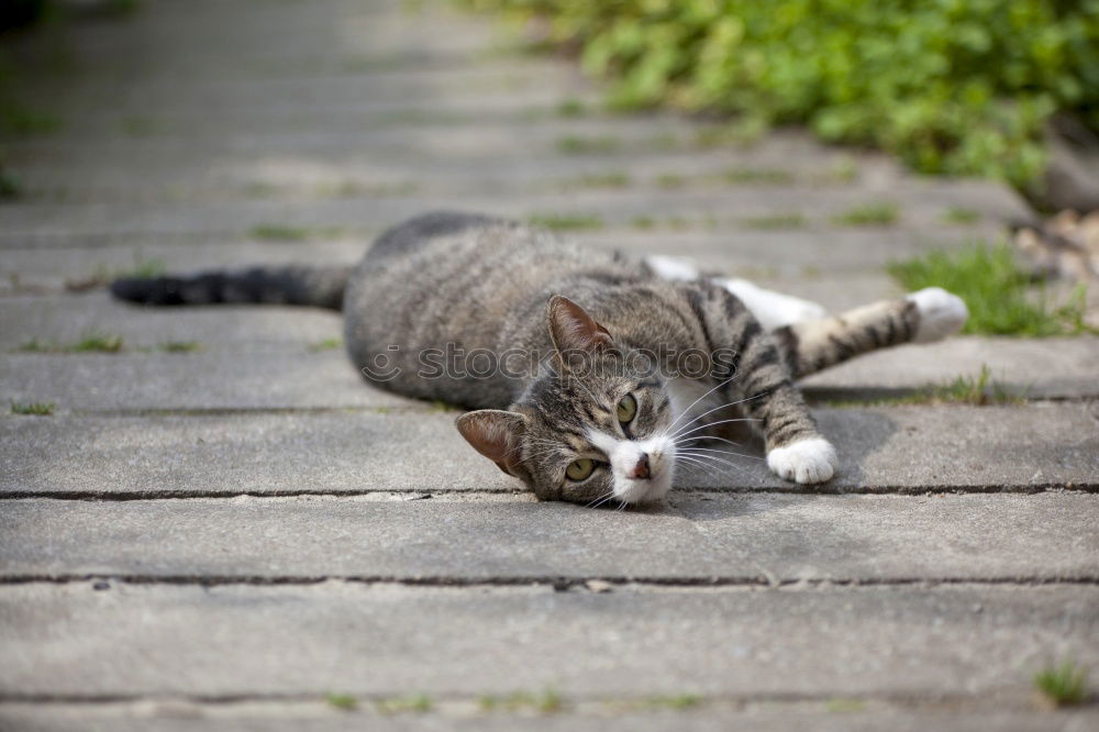 Similar – Image, Stock Photo Louise is lurking. Garden