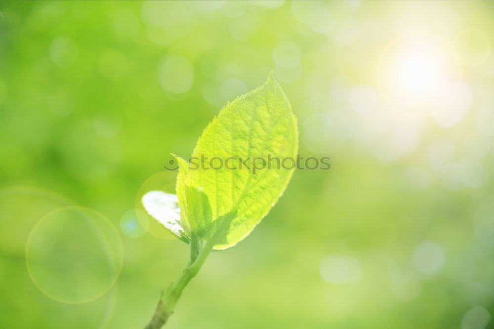Similar – Image, Stock Photo Spring foliage. Young green leaves.
