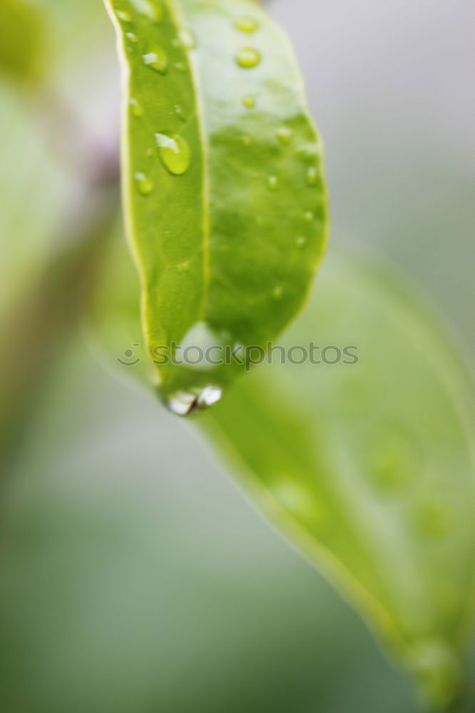 Similar – raindrops Rain Leaf Wet