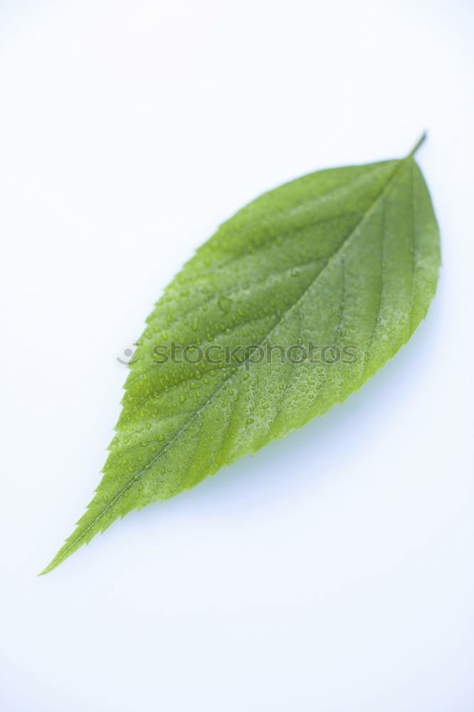 Similar – Image, Stock Photo The leaf Still Life