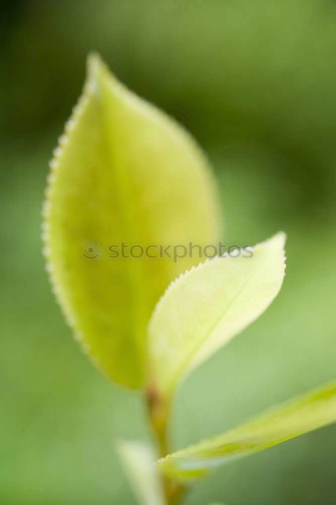 Similar – Image, Stock Photo Green Silverlings Plant