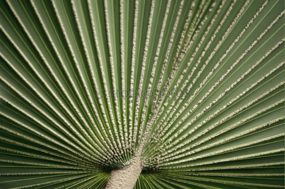 Similar – reed hair Common Reed