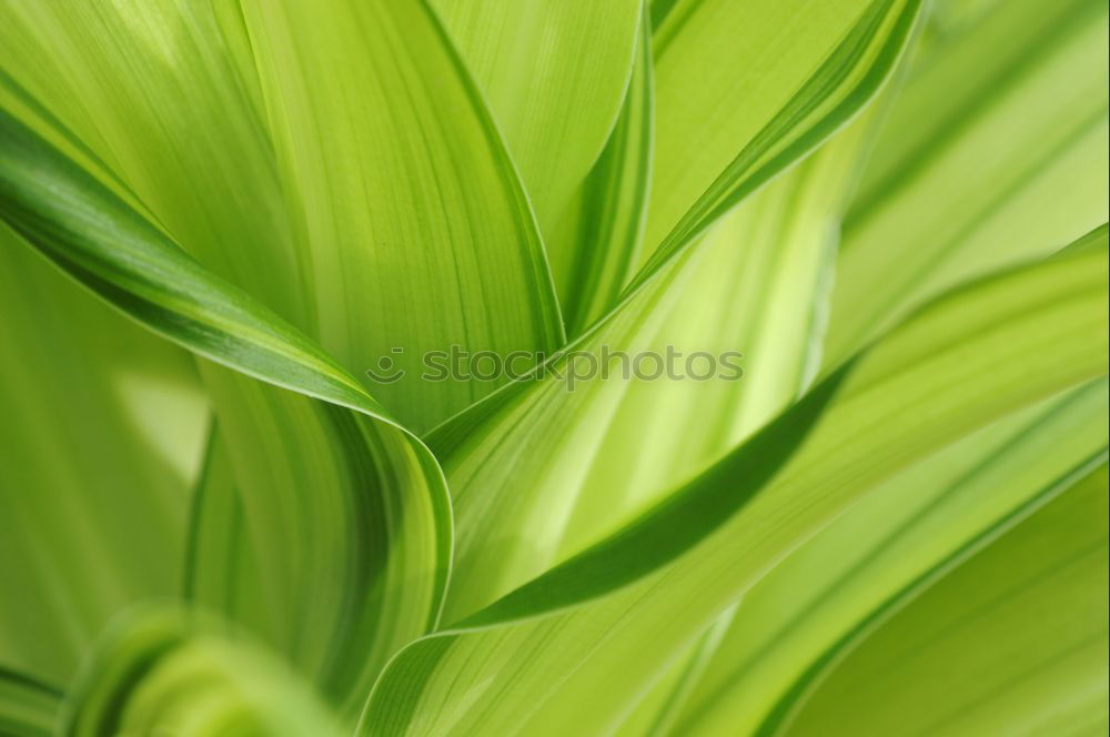 Similar – Image, Stock Photo it greenens… Green Grass