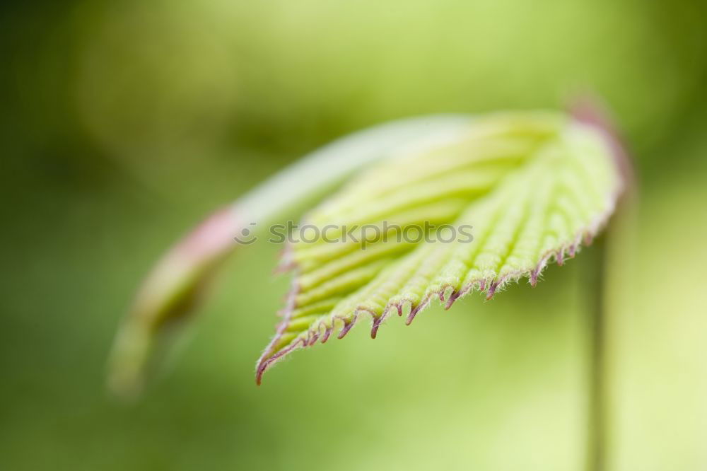 Similar – fern curl Nature Plant