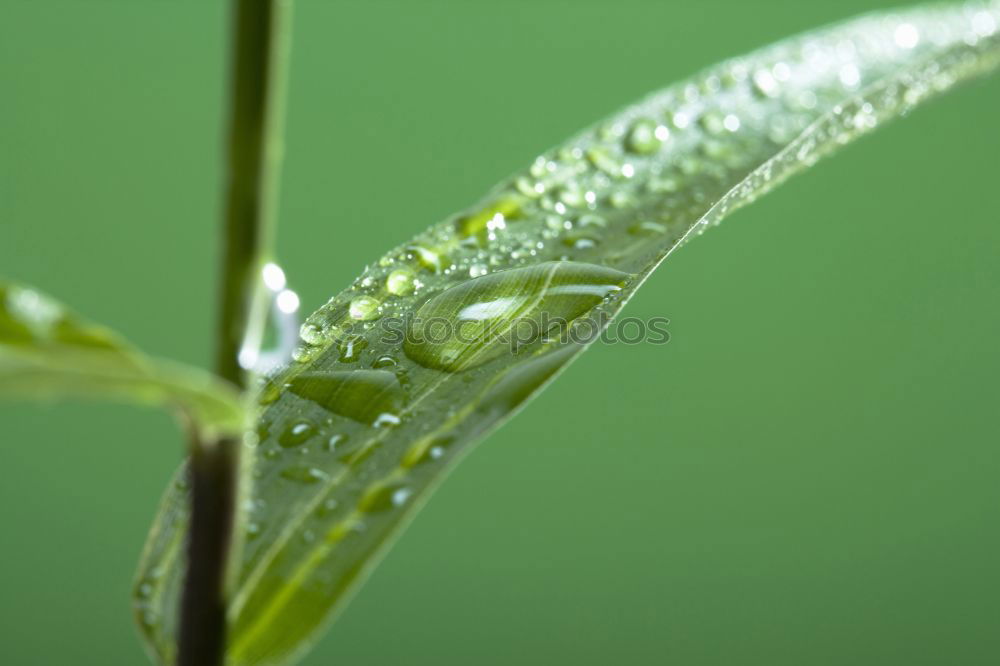 Similar – Foto Bild Wasser Blatt grün Garten