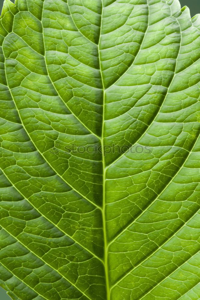 Similar – Image, Stock Photo leaf Leaf Green Fresh