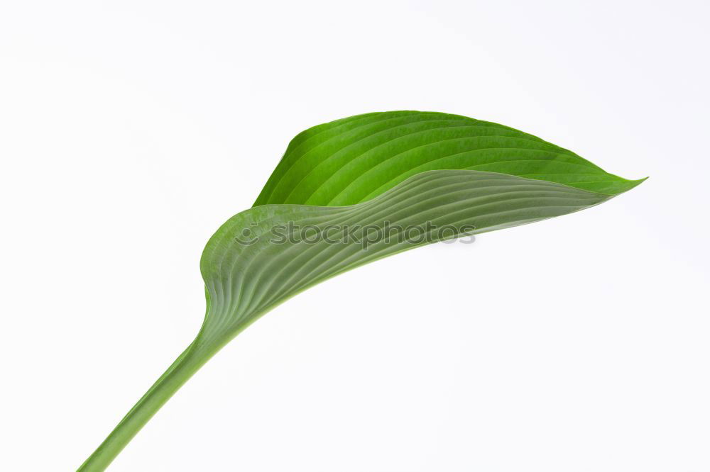 Image, Stock Photo lily of the valley