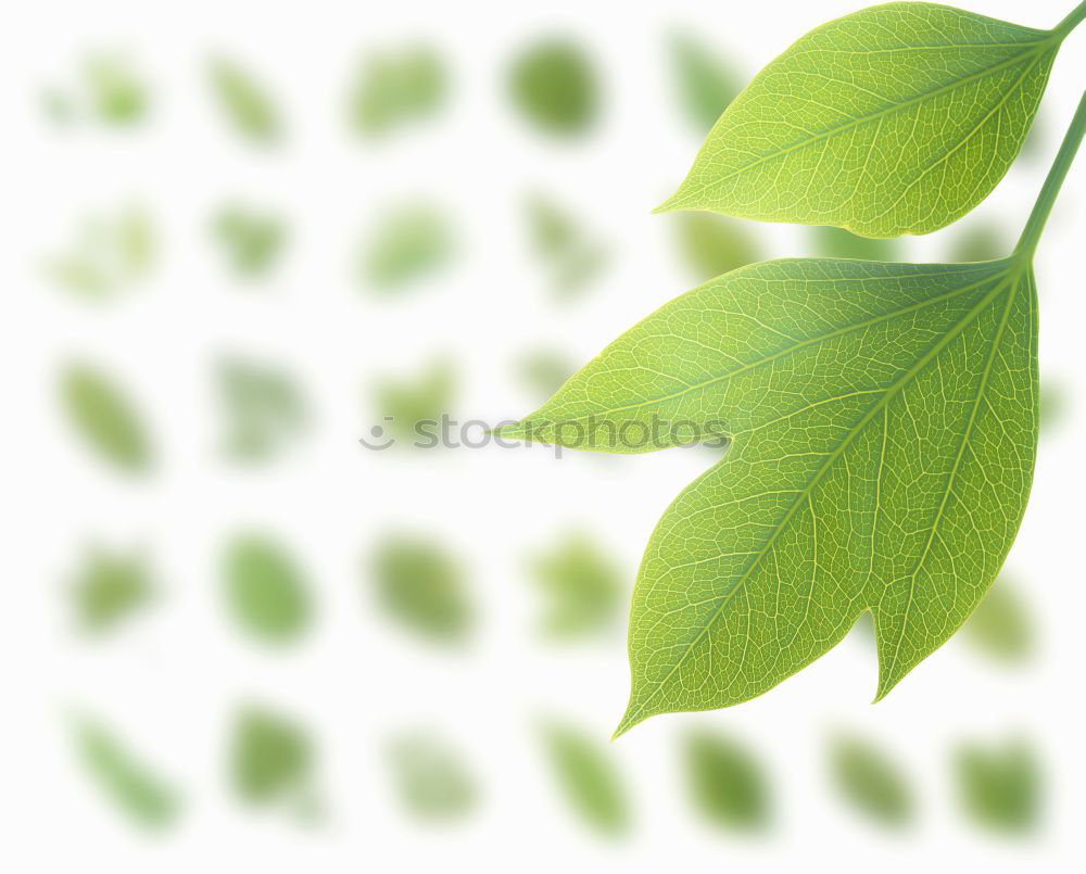 Similar – Image, Stock Photo A leaf of freshness Basil