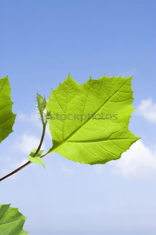 Similar – Image, Stock Photo beech leaves Close-up