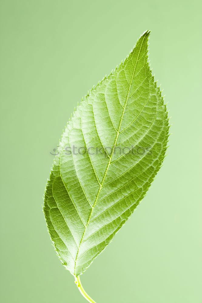 Similar – leaf case Leaf Green Fresh