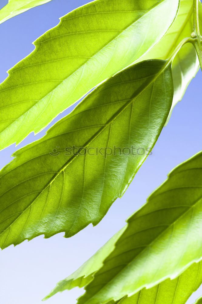 Similar – Image, Stock Photo Excessive Spring V Leaf