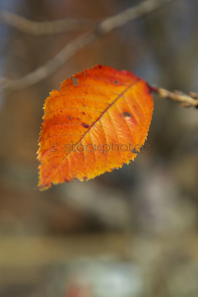 Similar – Image, Stock Photo autumn leaf Harmonious