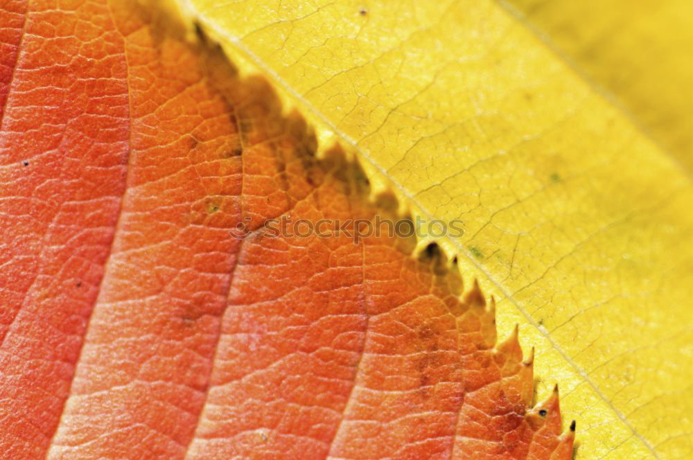 Similar – Image, Stock Photo Tree branches with yellow leaves