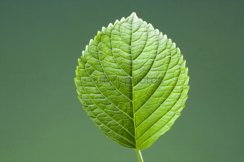 Similar – Image, Stock Photo Green leaves with drops of water