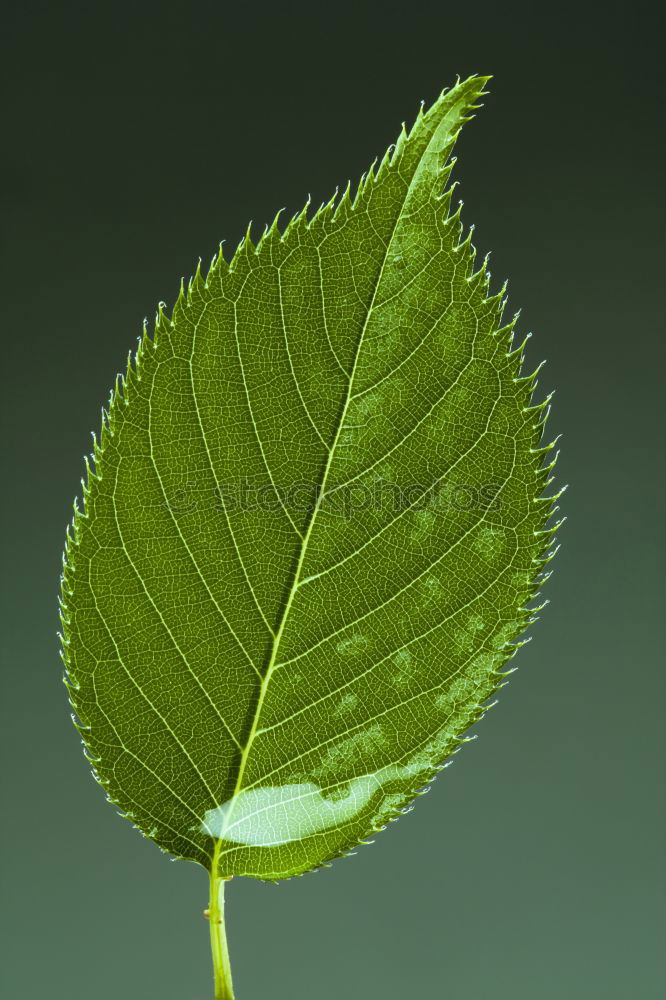 Similar – Image, Stock Photo green fern plant leaves