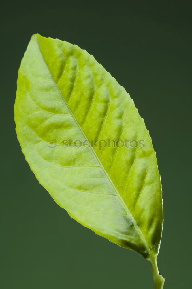 Similar – Image, Stock Photo blade moulds Leaf Green