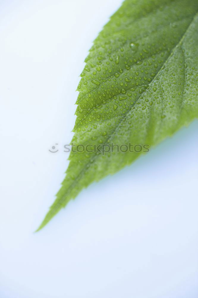 Similar – Sheet with hole Leaf Green