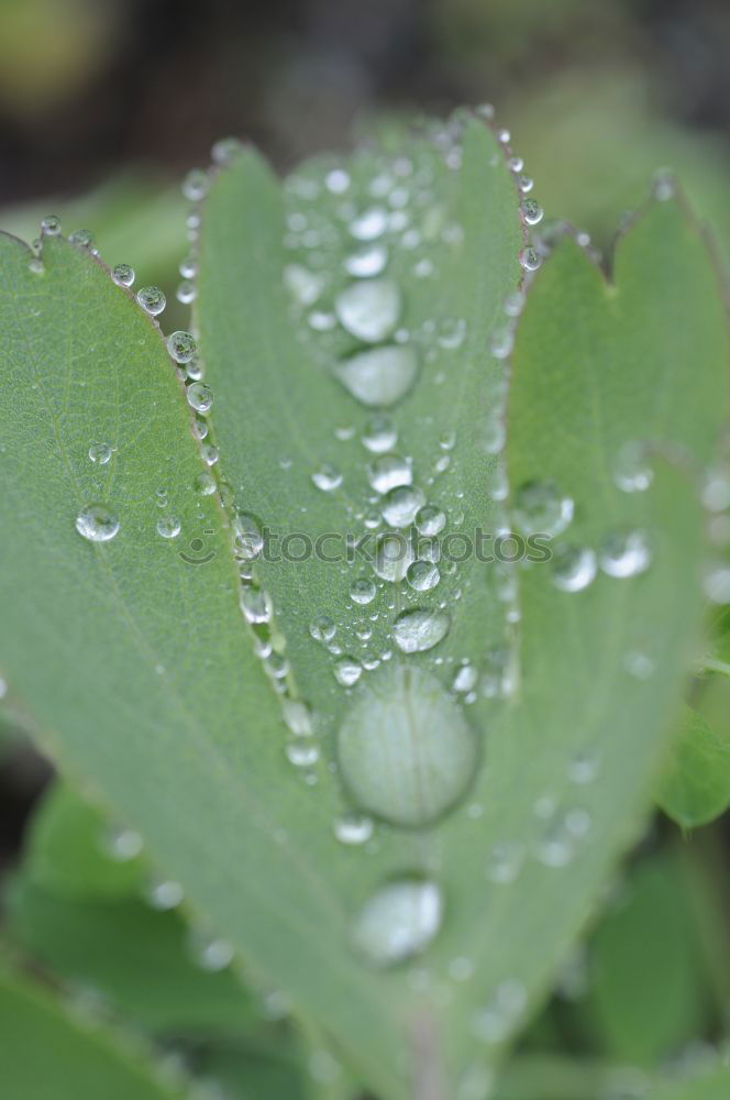 Similar – Foto Bild Lotuseffekt Natur