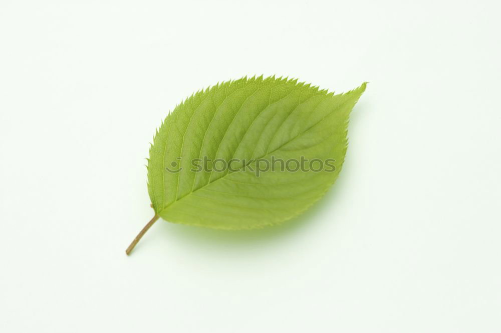 Similar – Image, Stock Photo The leaf Still Life