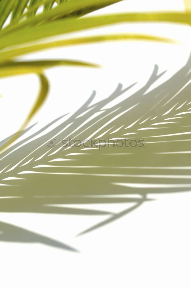 Similar – Image, Stock Photo even more grass Plant