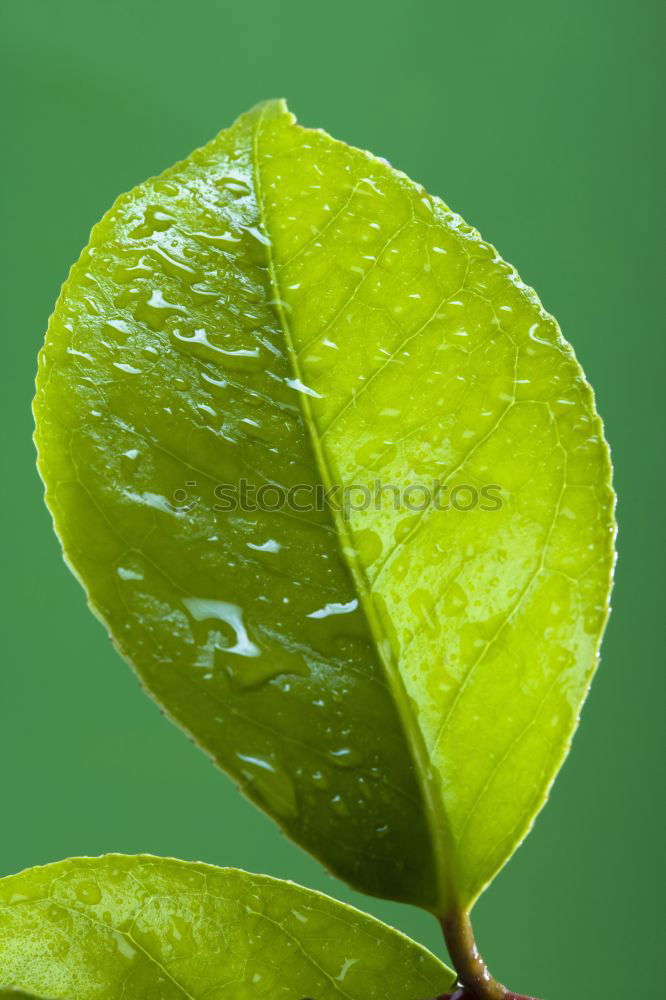 leaf case Leaf Green Fresh