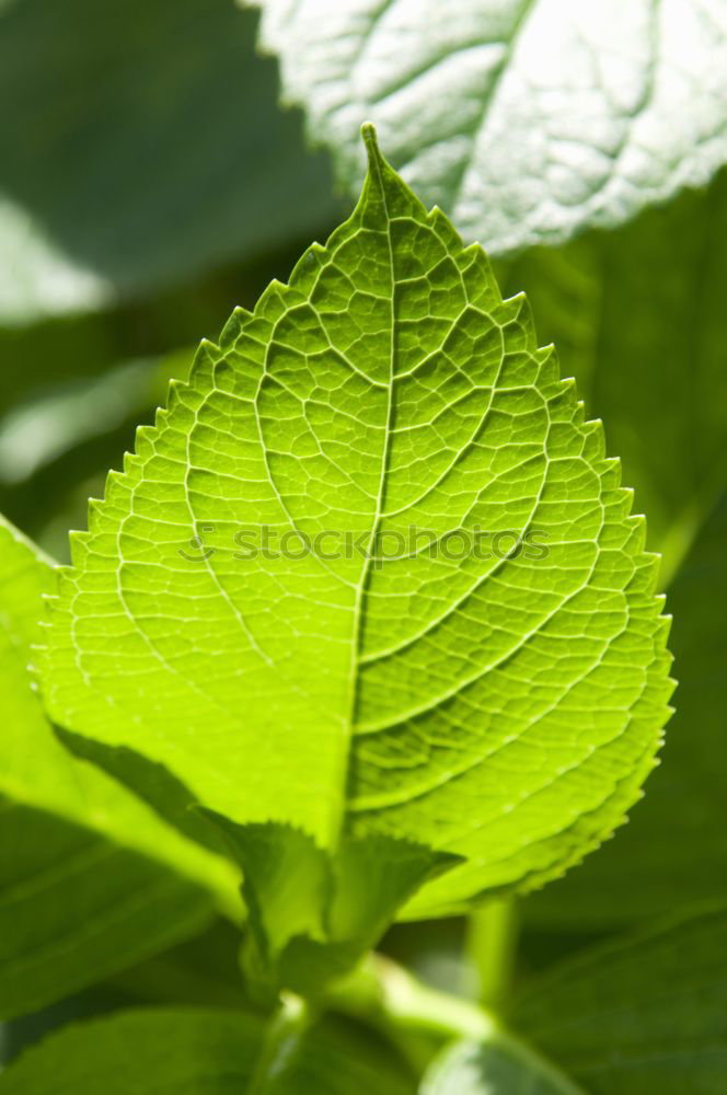 Similar – Image, Stock Photo blade moulds Leaf Green