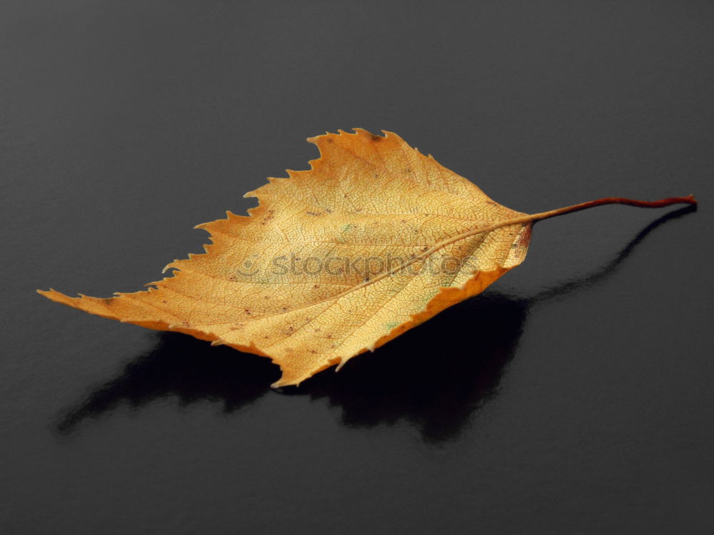 Similar – Image, Stock Photo autumn day Water lentil