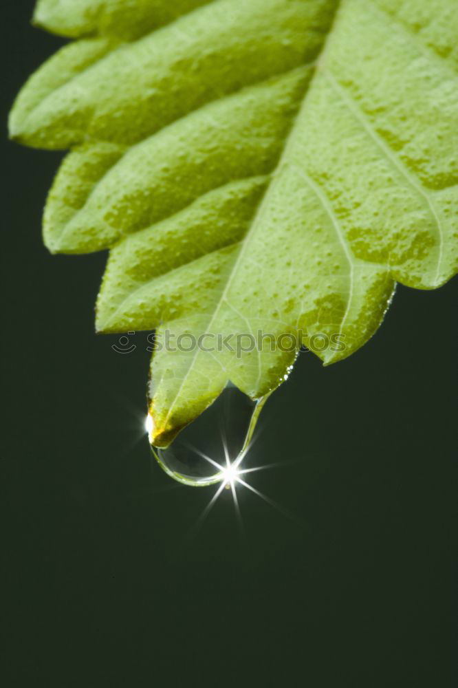 Similar – allium Plant Leek Bud