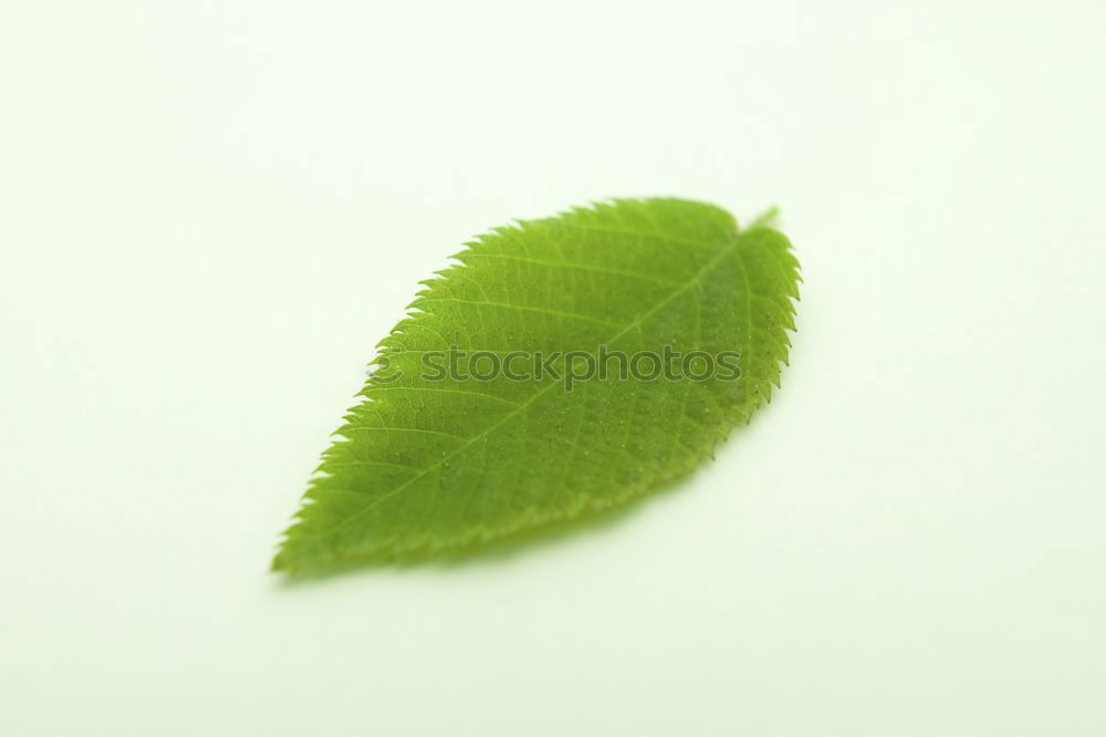 Similar – fruits and also the leaf of a plane tree