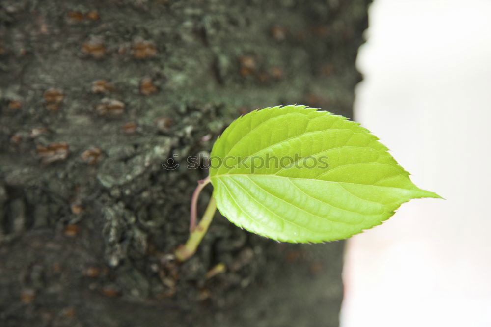 Similar – Image, Stock Photo Ivy Nature Plant Summer