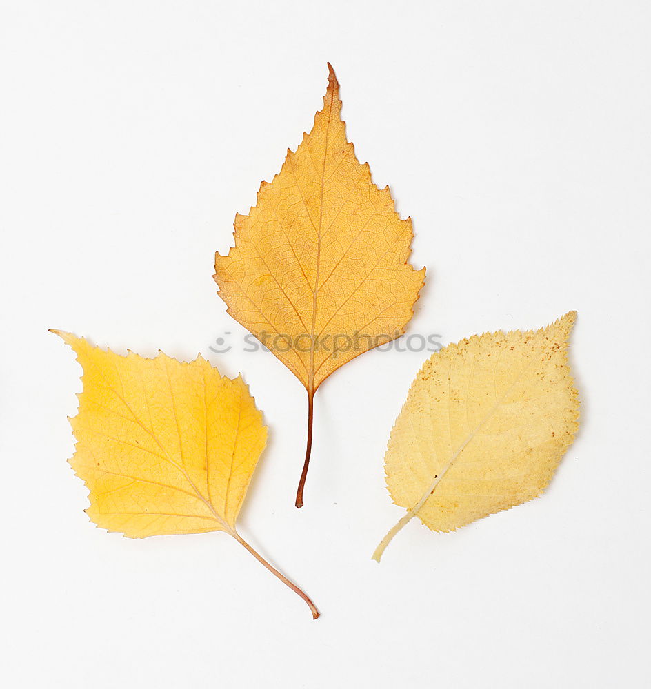 Similar – Autumn colors leaf