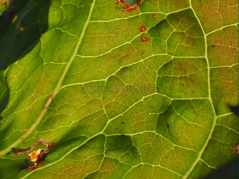 Similar – Image, Stock Photo Beginning Of The End Leaf