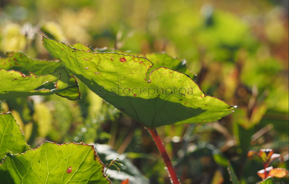 Similar – Image, Stock Photo flustered state Flower