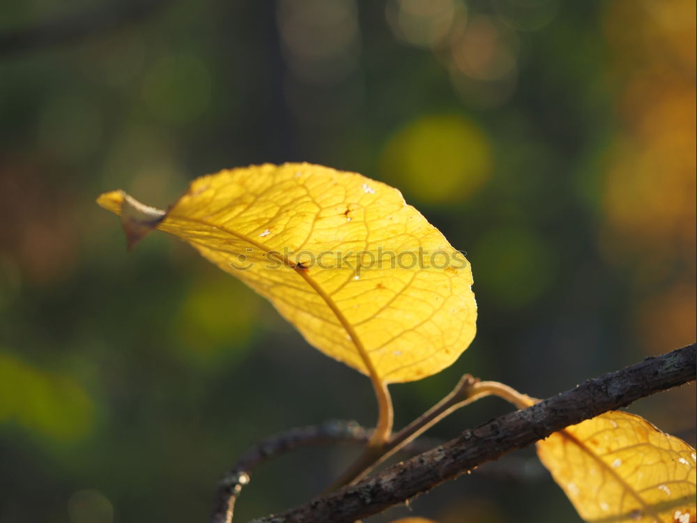 Similar – Blattgold Herbstlaub