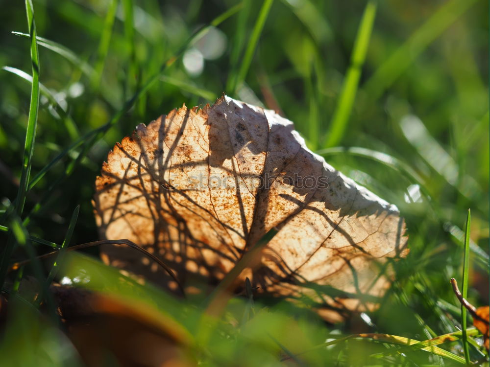 Similar – Image, Stock Photo It’s so green… Plant