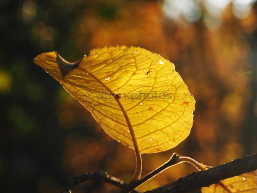 Similar – Image, Stock Photo it harbstet very much Leaf