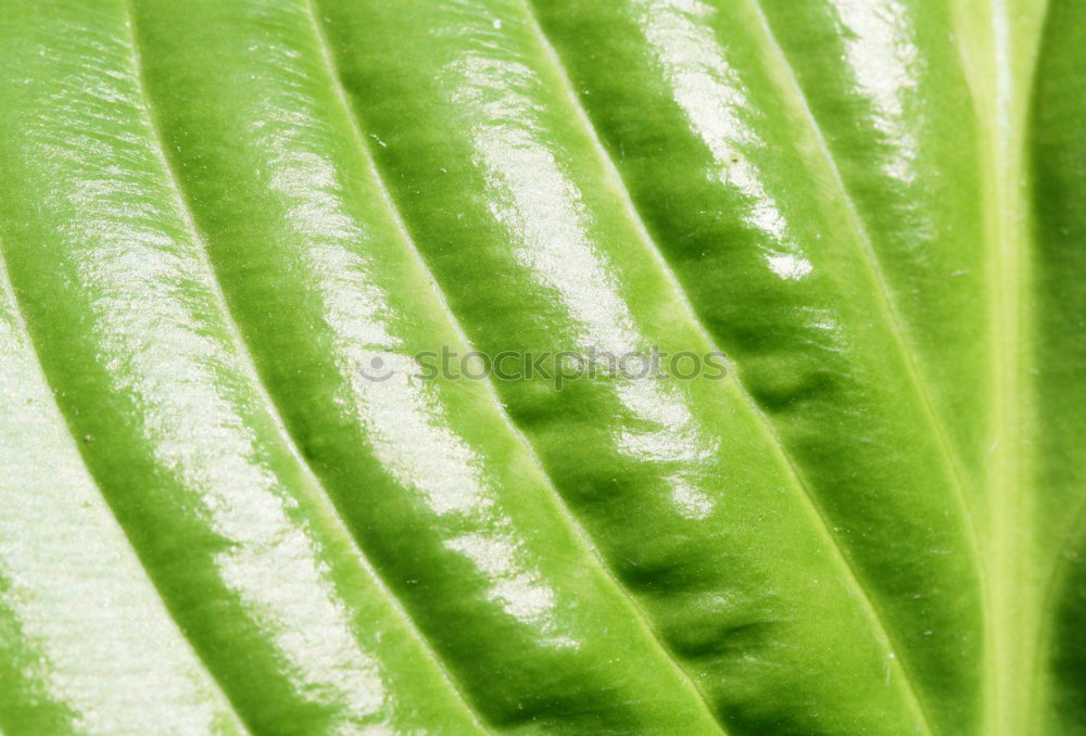 Similar – Image, Stock Photo Rosularia serrata Cactus