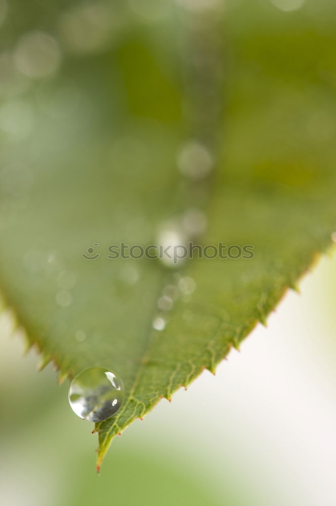 Similar – drop on the green leaf