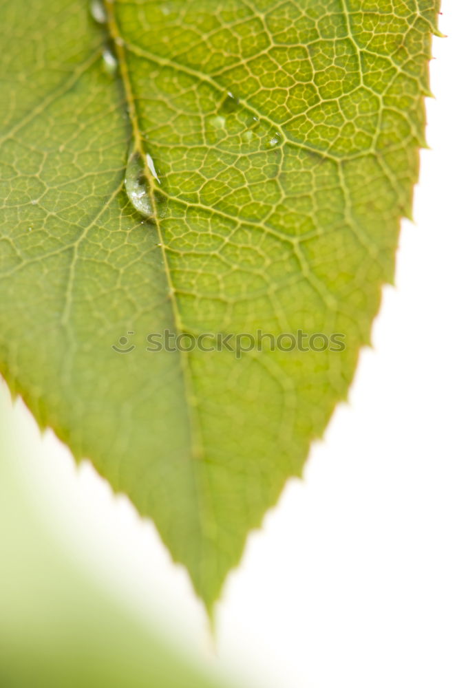 Similar – Sheet with hole Leaf Green