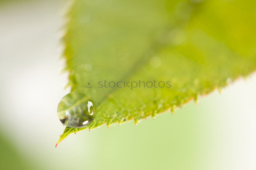 strung Reflection Plant