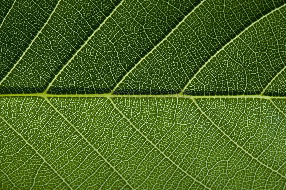 Similar – Image, Stock Photo leaf Green Vessel