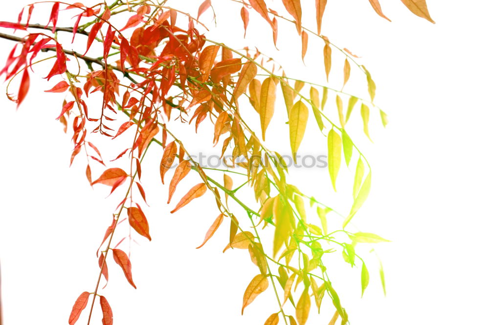 Similar – Luminous leaves