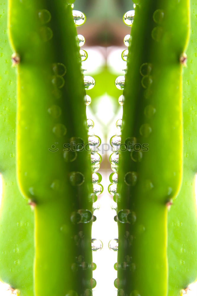 Similar – Image, Stock Photo pearl chalice Plant Summer