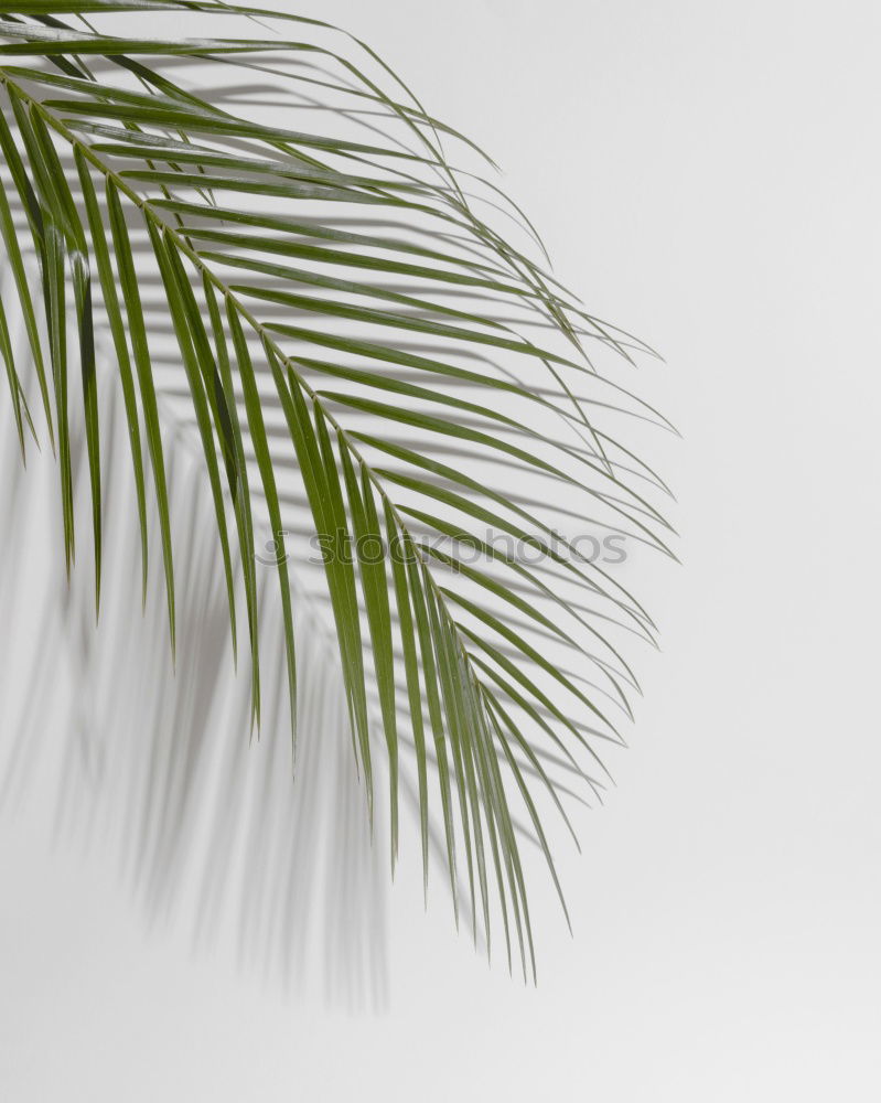 Similar – Three palm branches on neutral ground